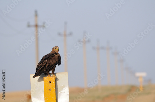 Steppe eagle perching near power line in steppe