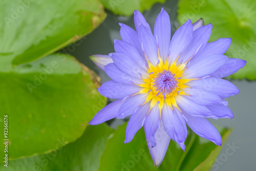 purple lotus in the pond