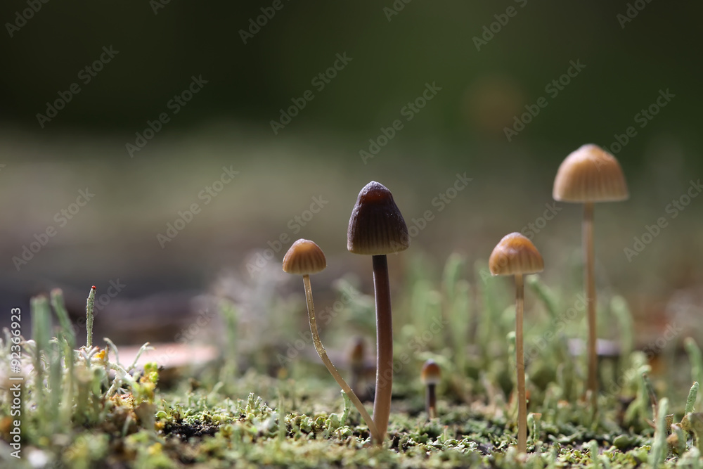 Group of toadstools in moss on a rotten wood Group of toadstools in moss on a rotten wood