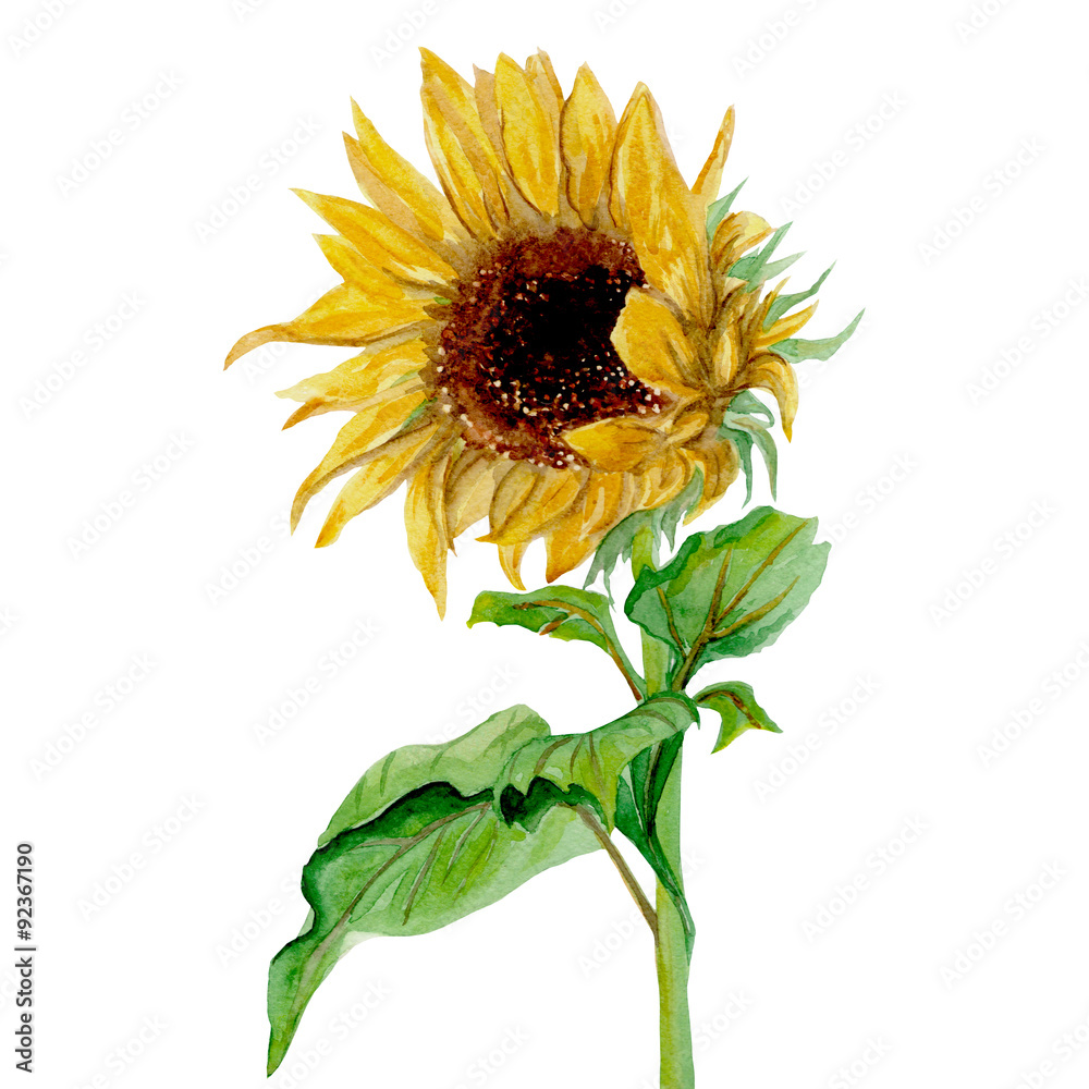 Fototapeta premium Isolated yellow sunflower painted in watercolor on a white background