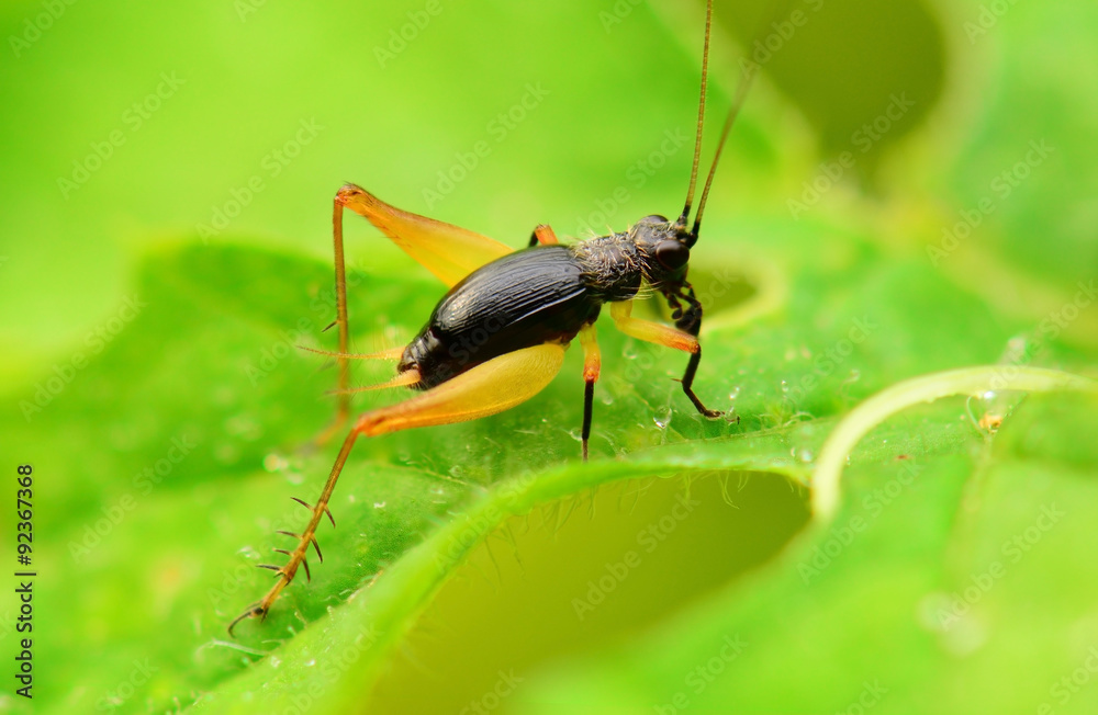 Fototapeta premium Cricket on green leaf
