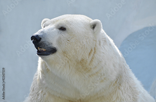 Белый медведь.