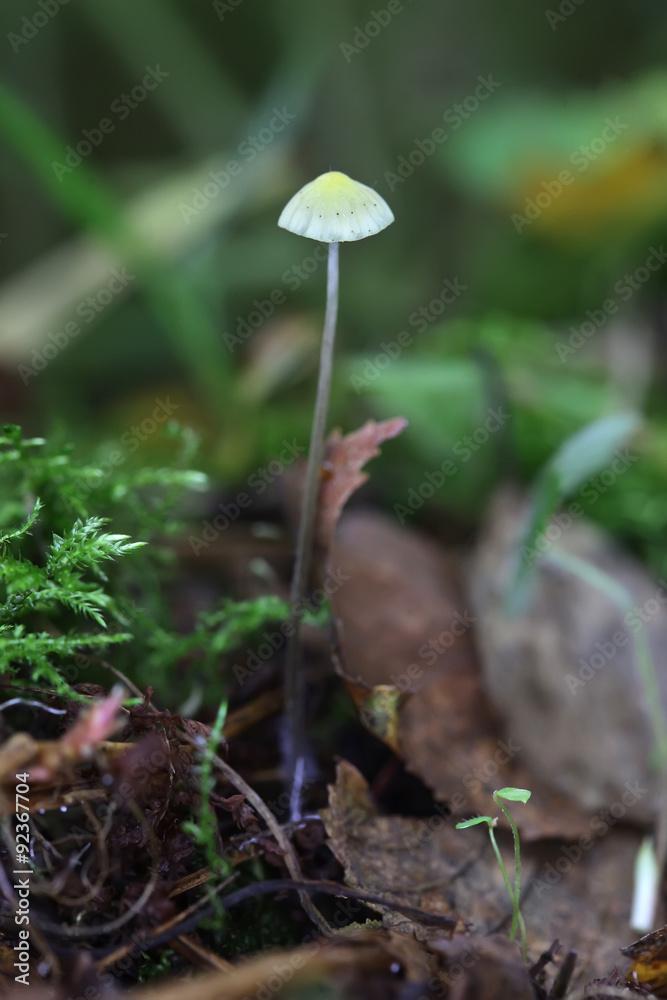 One very small toadstool closeup One very small toadstool closeup