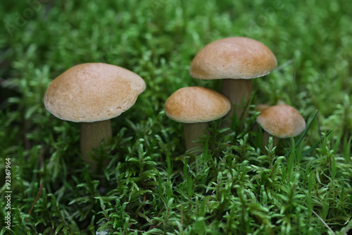 Griop of edible mushrooms in the forest 