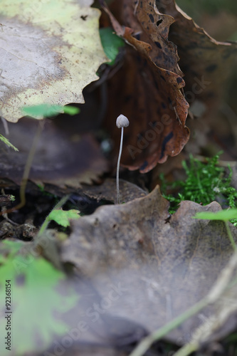 One small toadstool closeup © larineb