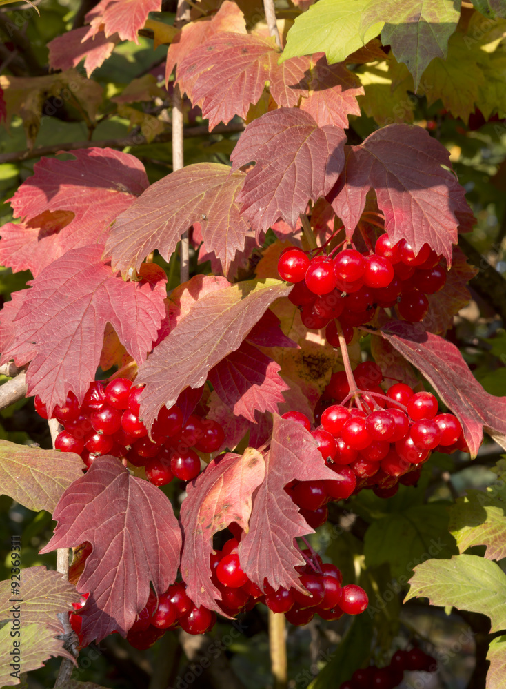 Ripe red berries of viburnum on a branch hanging Ripe red berries of viburnum on a branch hanging