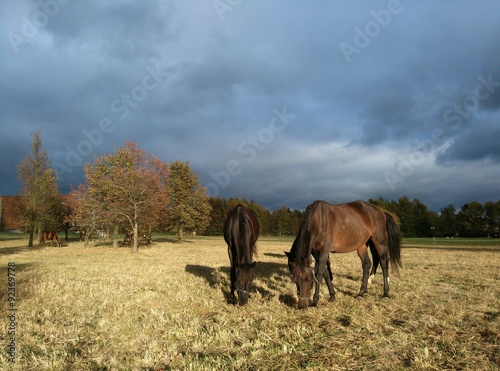 Horses
