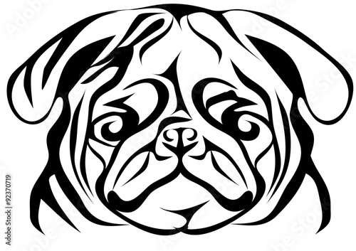 pug on white