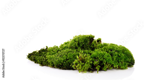 Fotografiet Green moss isolated on white bakground