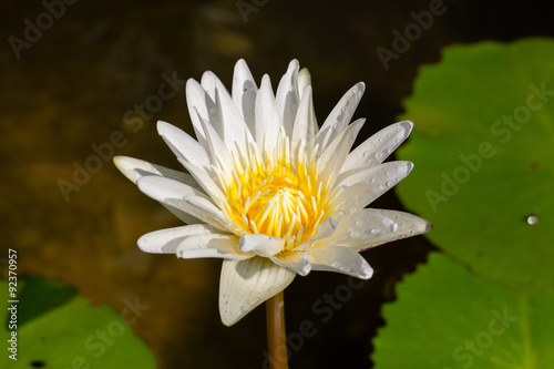 White lotus flower