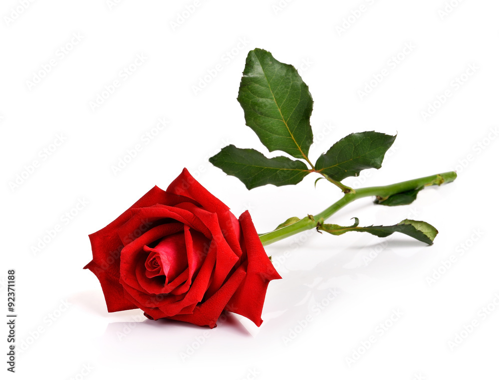 Red rose on white background - obrazy, fototapety, plakaty 