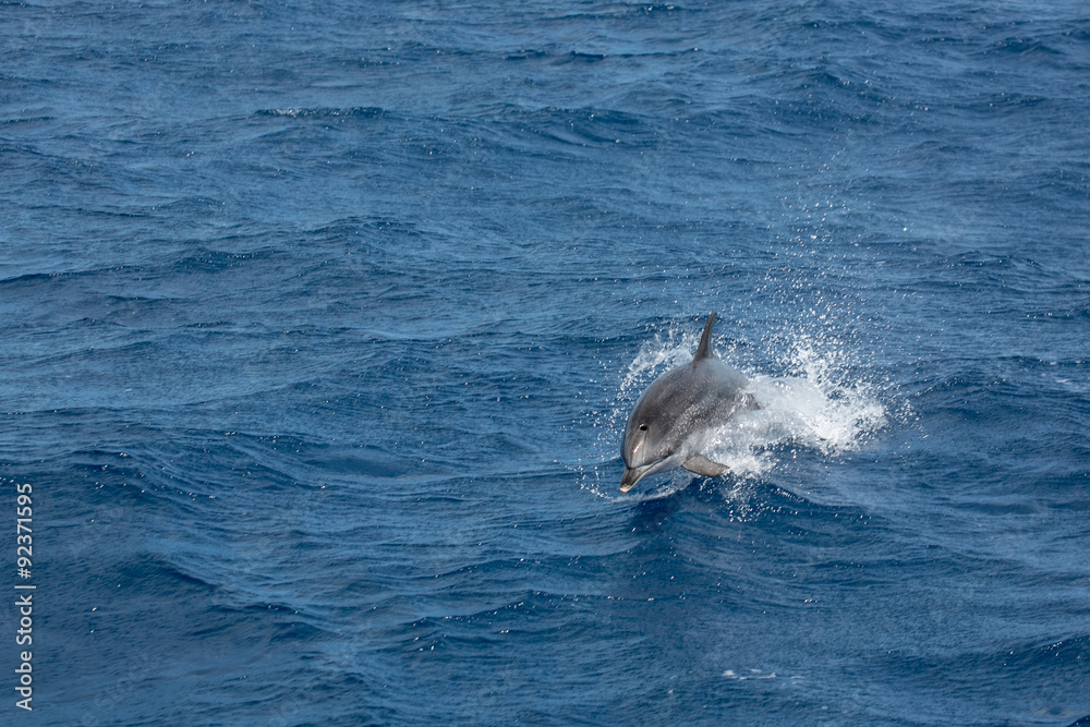 Fototapeta premium dauphin