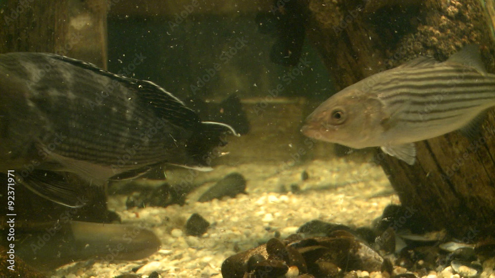 Up-close aquatic life Up-close aquatic life