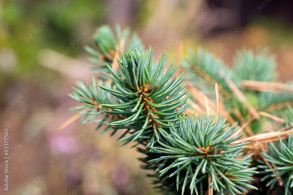spruce spruce