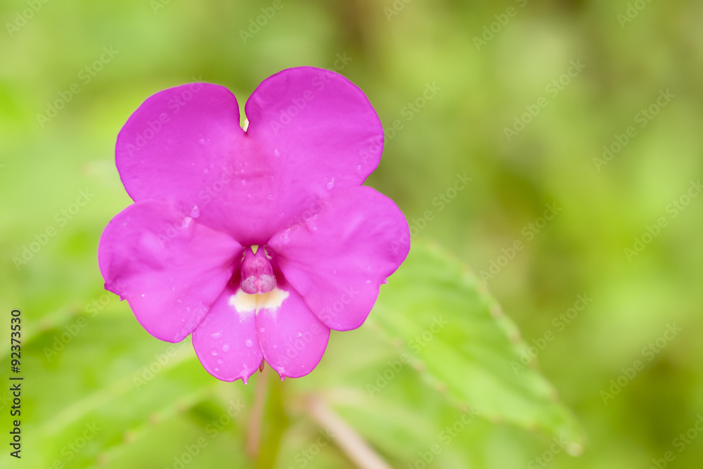 Obraz premium tropical pink flower