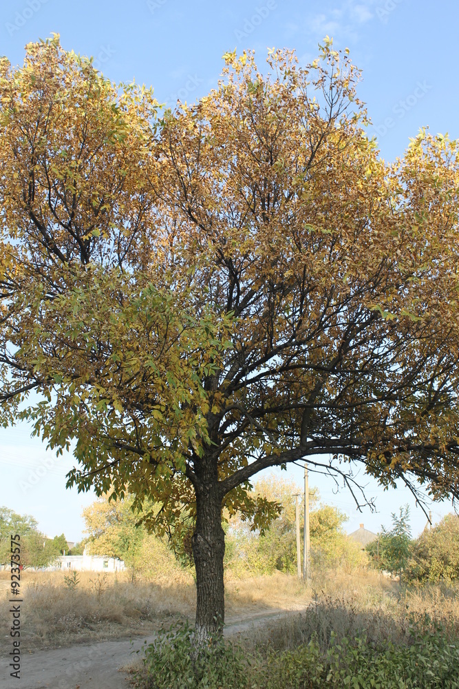 Obraz premium Autumn tree