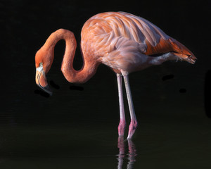 Poster Flamingo Flamingo silhouet op zwarte achtergrond  © Patrick Rolands