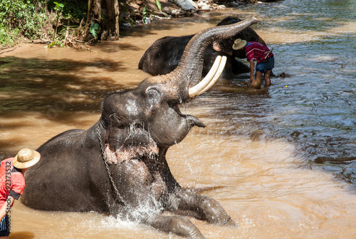 Elephant bathing in the river in sunny day