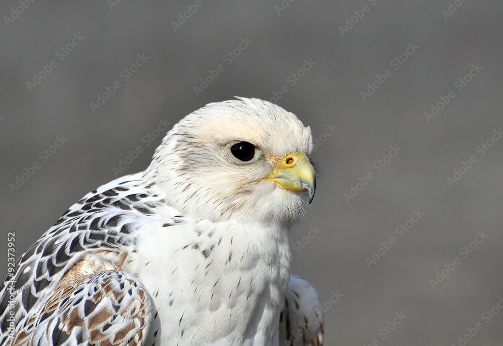 Würgfalke Würgfalke