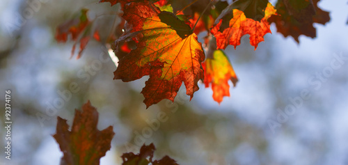autumn yellow dry