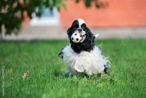 Quadro su tela american cocker spaniel dog running with a ball