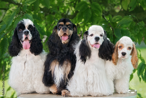 Bild auf Leinwand group of american cocker spaniel dogs