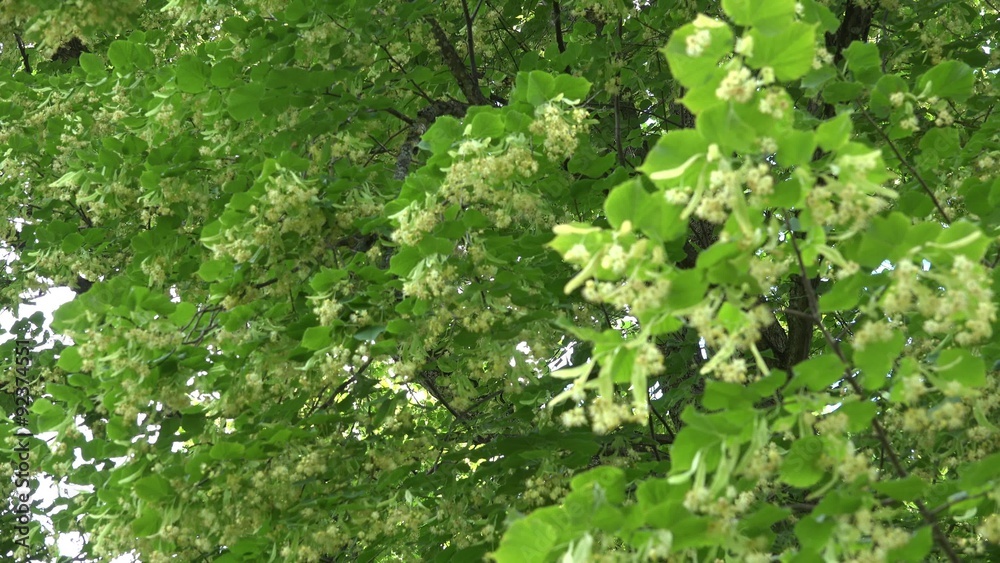 fresh yellow linden tree blossom in still. Focus change. 4K UHD video clip.
fresh yellow linden tree blossom in still. Focus change. 4K UHD video clip.