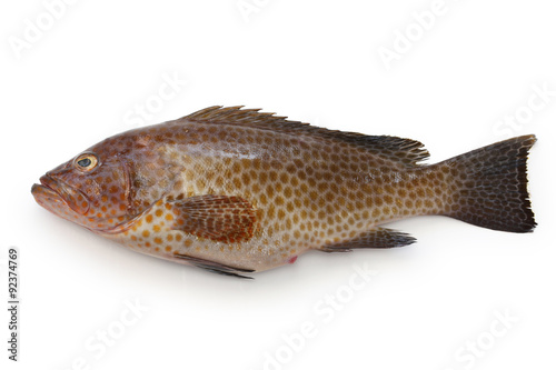 areolate grouper,epinephelus areolatus,yellow spotted rockcod photo