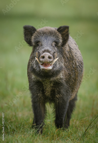 Wild boar, male showing impressive tusks
