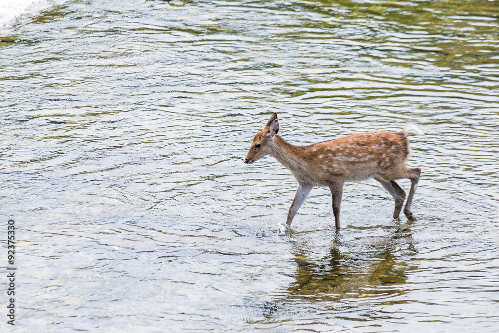 Roe deer walking though the lake Roe deer walking though the lake