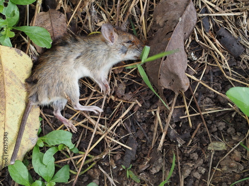 Carcass of dead rat are eaten by ants