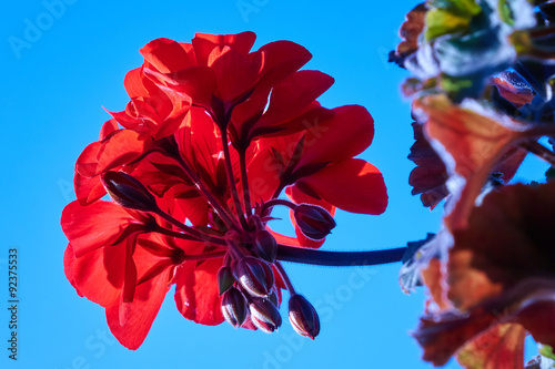 Fototapeta Naklejka Na Ścianę i Meble -  Rote blühende Geranie vor blauem Himmel