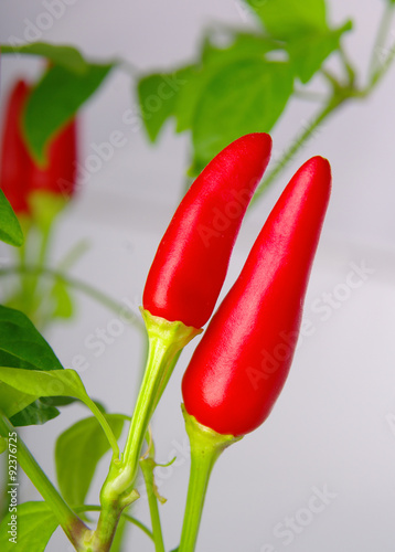 Red hot chilli peppers as the fruit of the mother plant