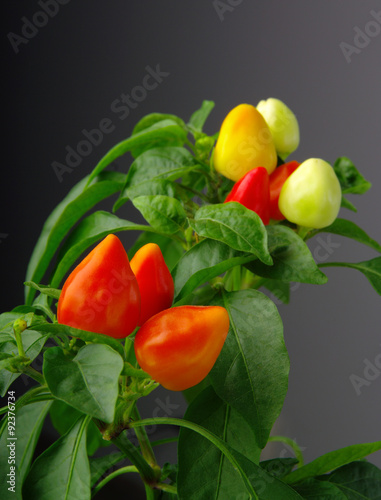 Red hot chilli peppers as the fruit of the mother plant