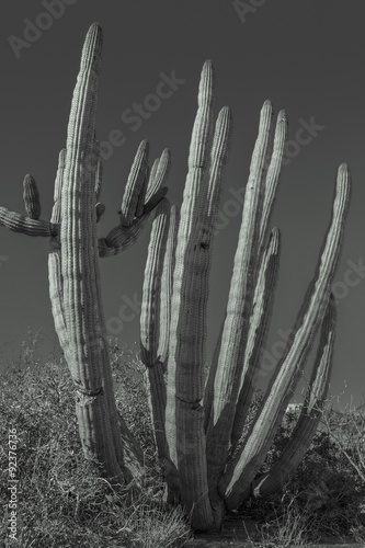 Saguaro Cactus in monotones – native to the Sonora Desert of Mexico and Arizona photo