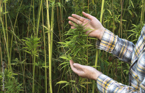 Field of industrial hemp. photo