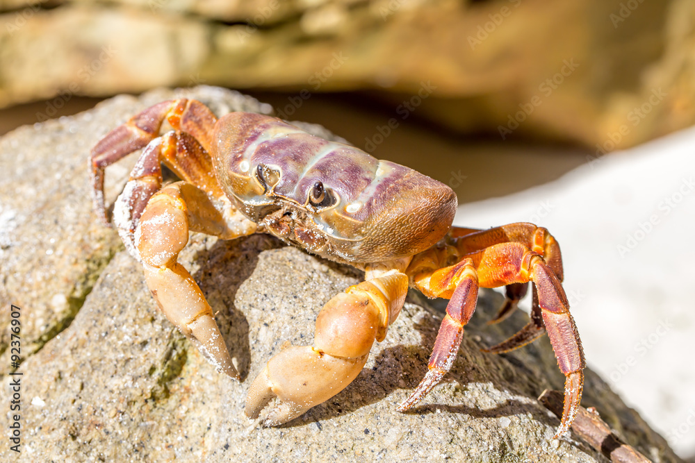 Hairy leg mountain crab, Tachai island, Phang Nga Province, Thai Hairy leg mountain crab, Tachai island, Phang Nga Province, Thai