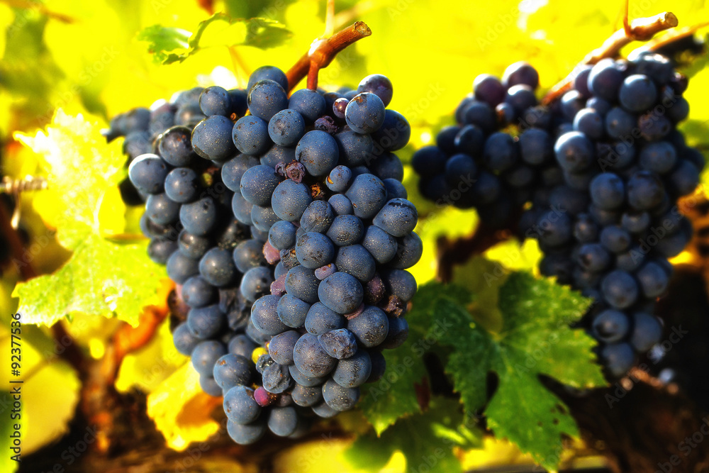 Fototapeta premium Close up of cabernet wine grapes on vine with blurred fall colors.