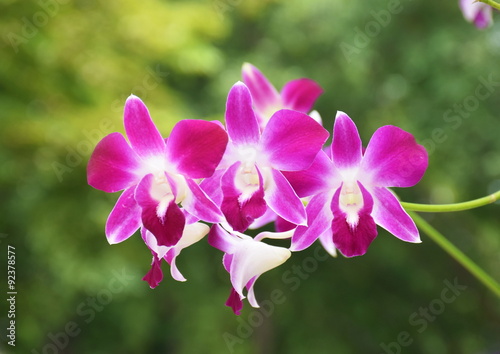 Fototapeta Naklejka Na Ścianę i Meble -  Fresh Purple Dendrobium  orchids blurred background nature light 
