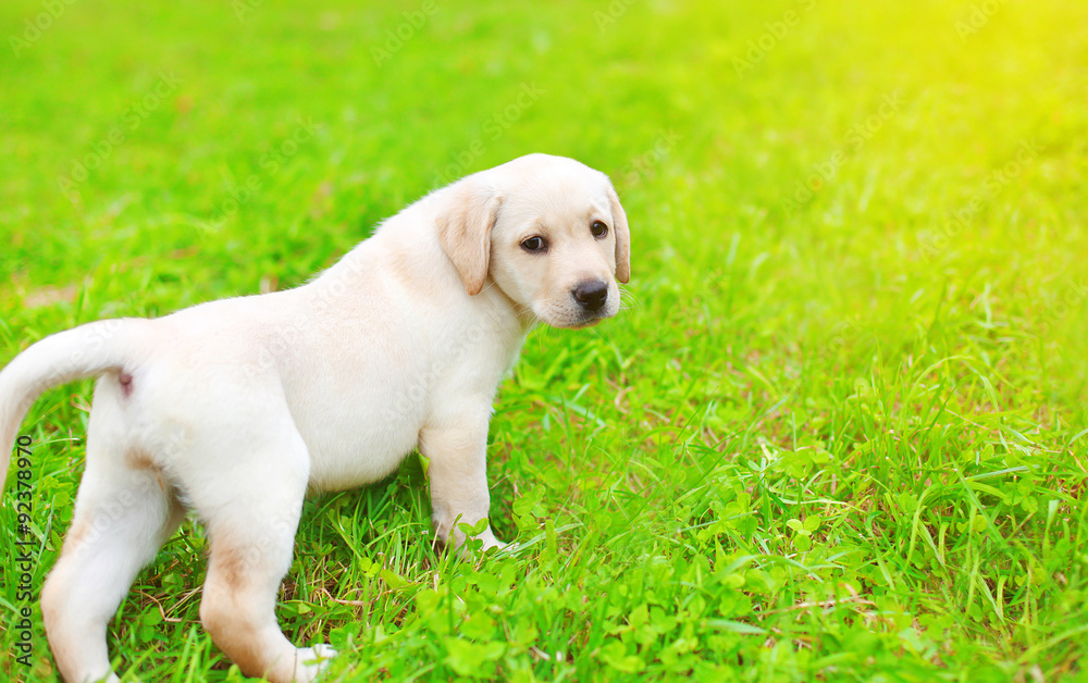 Cute dog puppy Labrador Retriever walking on grass in sunny summ Cute dog puppy Labrador Retriever walking on grass in sunny summ