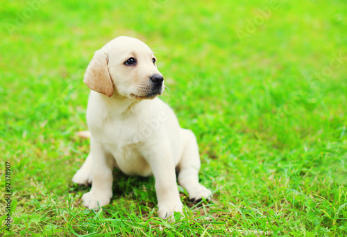 Cute dog puppy Labrador Retriever sitting on green grass in prof