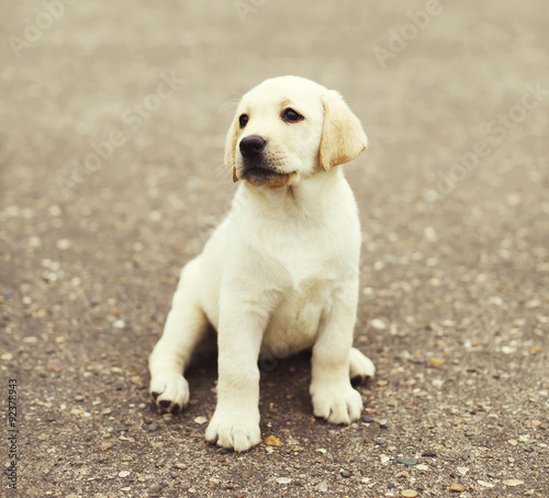 Cute dog puppy Labrador Retriever sitting on street