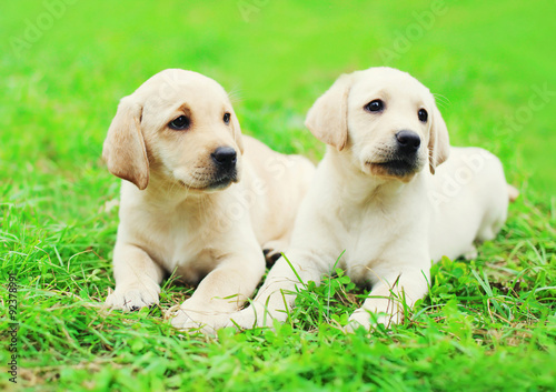 Cute two puppies dogs Labrador Retriever lying together on grass