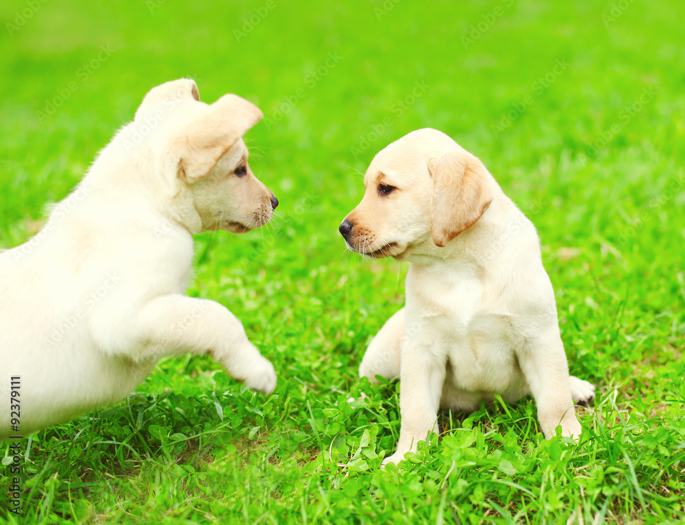 Cute two puppies dogs Labrador Retriever playing together on gre