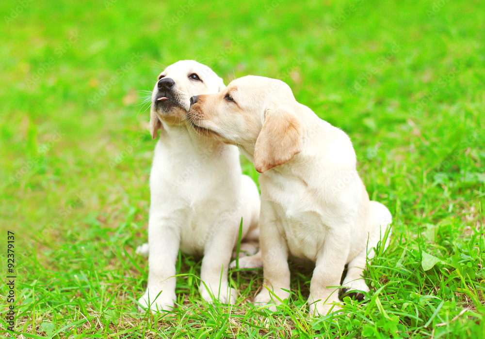 Cute two puppies dogs Labrador Retriever together on green grass