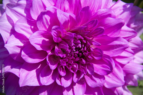 pink dahlia flower © lms_lms