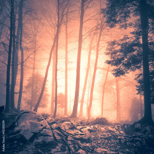 Magical orange red colored forest floor and with yellow red colored foggy sunlight. Mystic colored light in woodland. Lovely trees in magic forest landscape. Color filter effect used. 