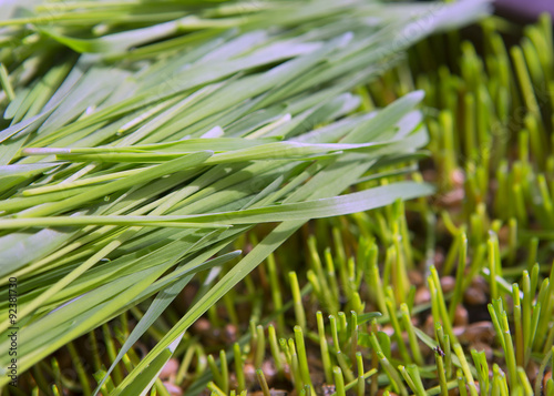 Wheat Green Sprouts, a Raw Food Diet, Growing