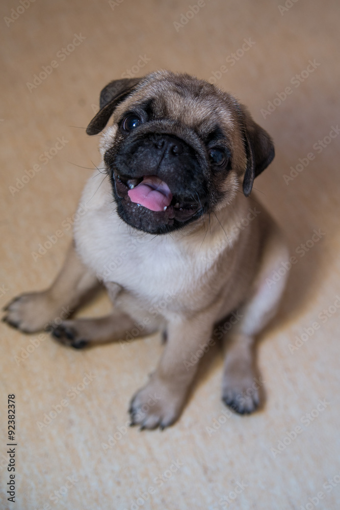 Pug puppy sitting on the floor Pug puppy sitting on the floor