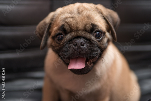 The pug puppy closeup